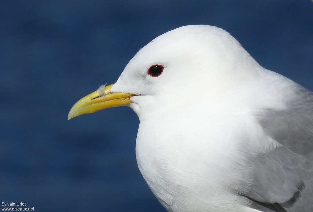 Black-legged Kittiwakeadult breeding, close-up portrait