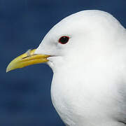 Black-legged Kittiwake