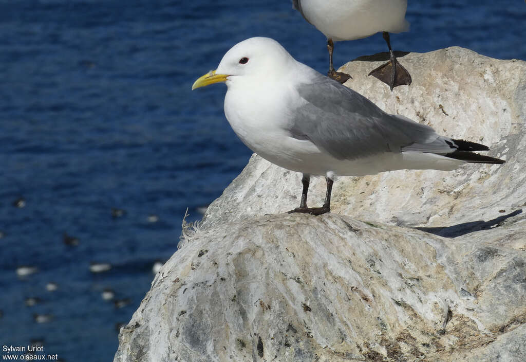 Mouette tridactyleadulte nuptial, identification