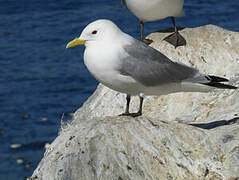 Black-legged Kittiwake