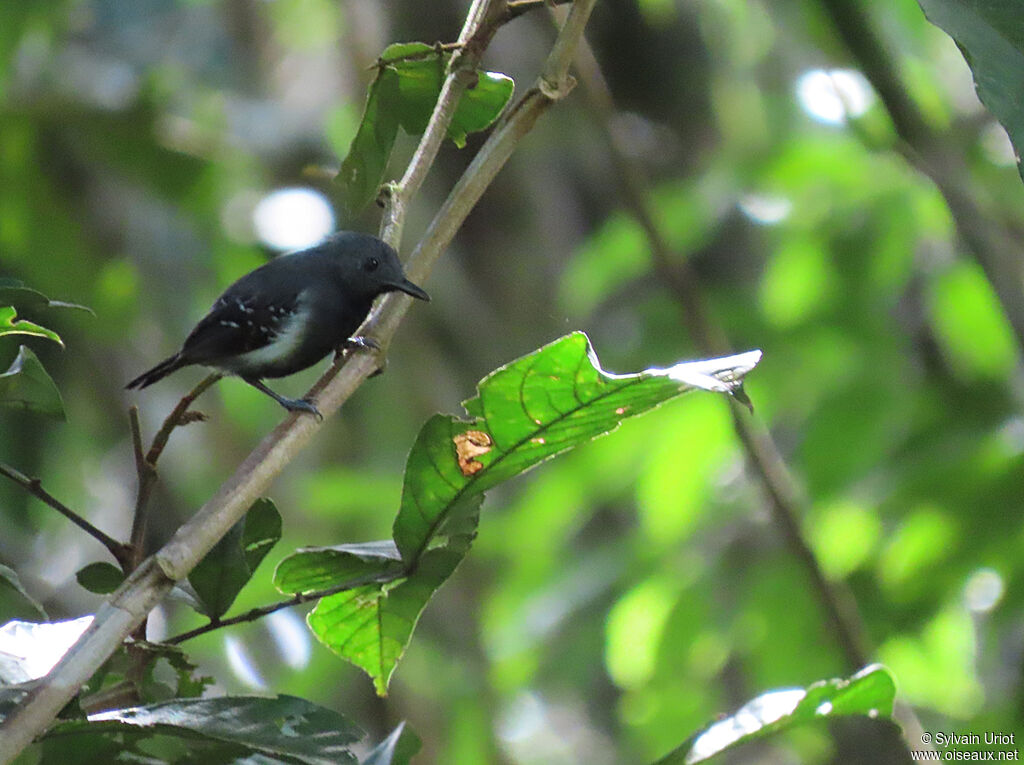 White-flanked Antwren male adult