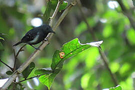 White-flanked Antwren