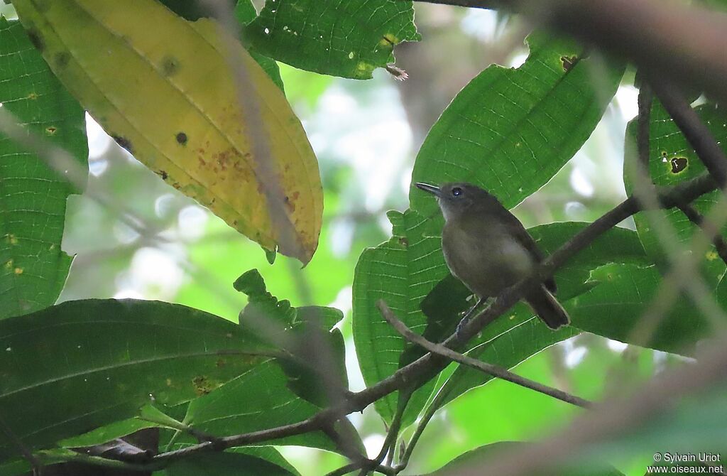 White-flanked Antwren female adult, habitat