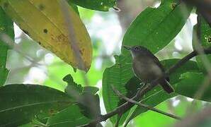 White-flanked Antwren