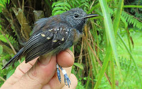 White-flanked Antwren