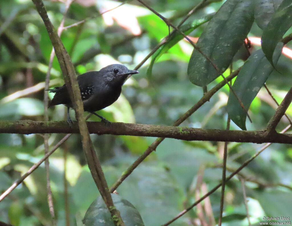 White-flanked Antwren male adult