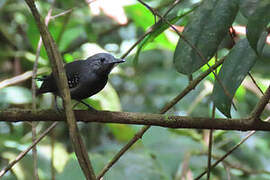 White-flanked Antwren