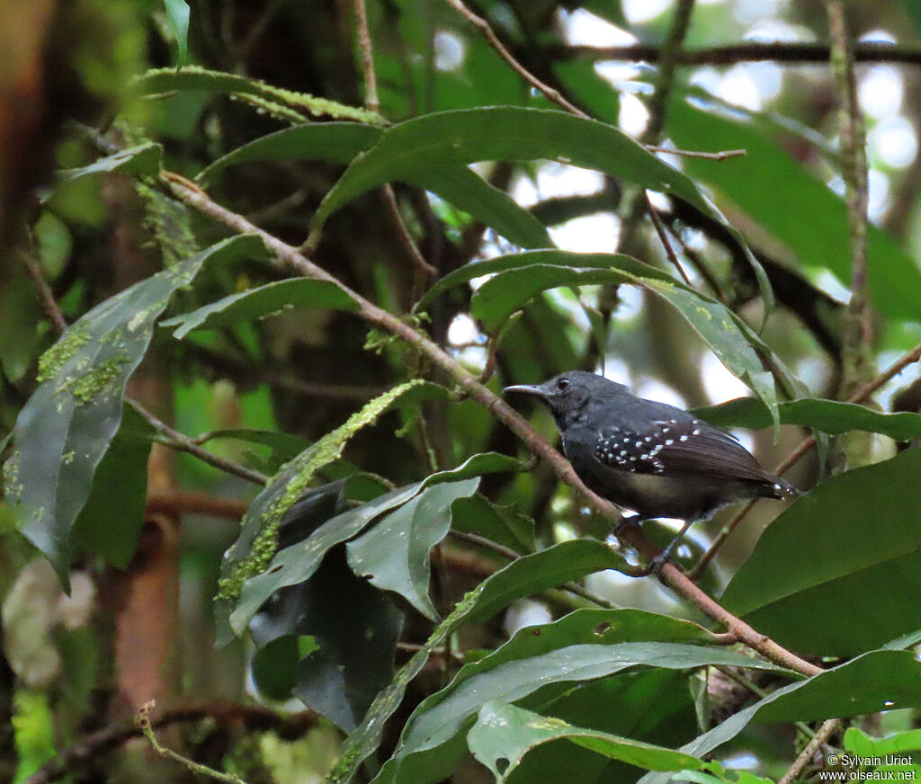 White-flanked Antwren male adult