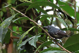 White-flanked Antwren