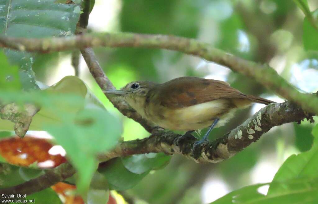 Myrmidon à flancs blancs femelle adulte, habitat, pigmentation