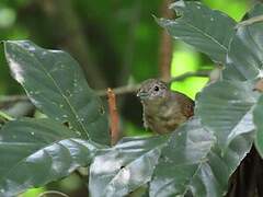 White-flanked Antwren