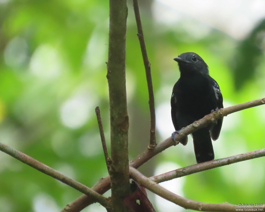 White-flanked Antwren male adult