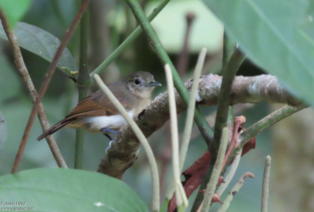 White-flanked Antwren female adult, habitat, pigmentation