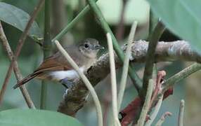 White-flanked Antwren