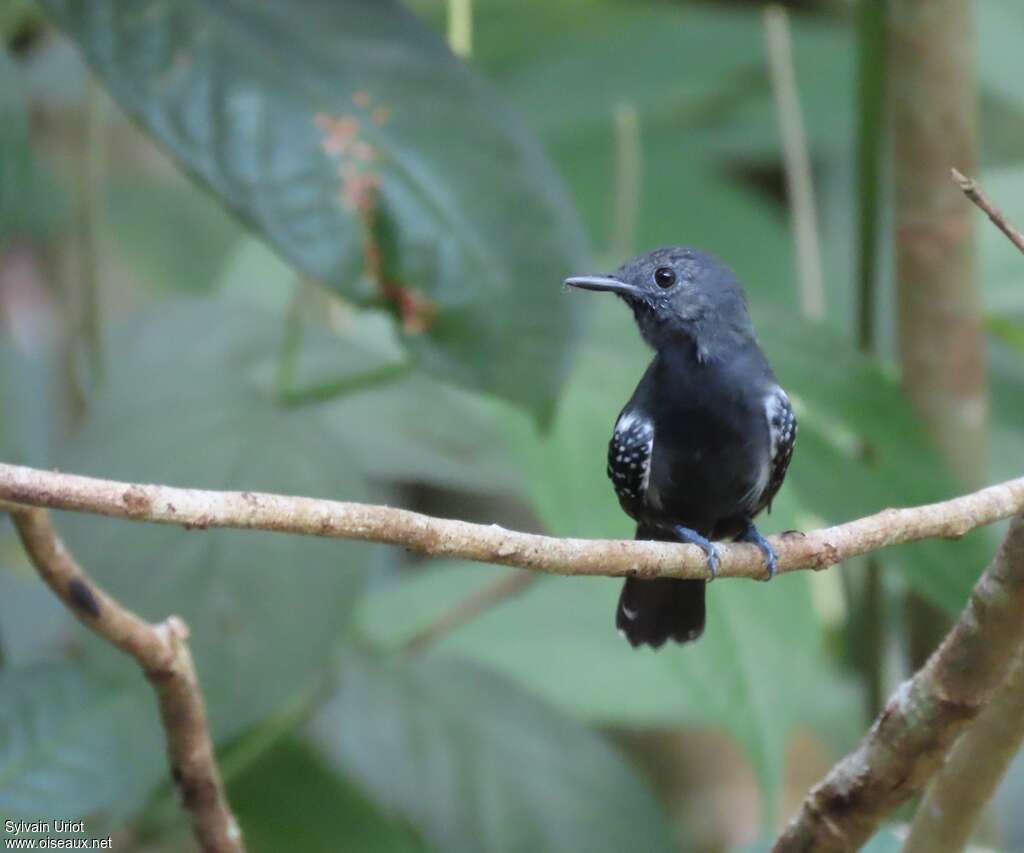 White-flanked Antwren male adult, close-up portrait