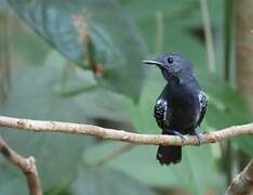 White-flanked Antwren