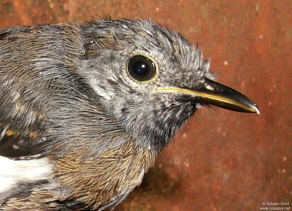 White-flanked Antwren male immature