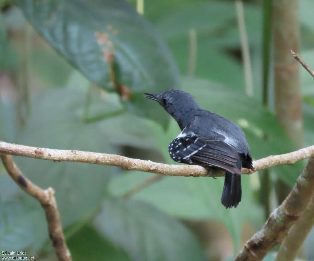 White-flanked Antwren male adult, pigmentation, Behaviour