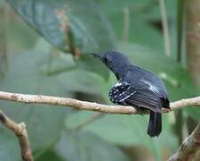 White-flanked Antwren