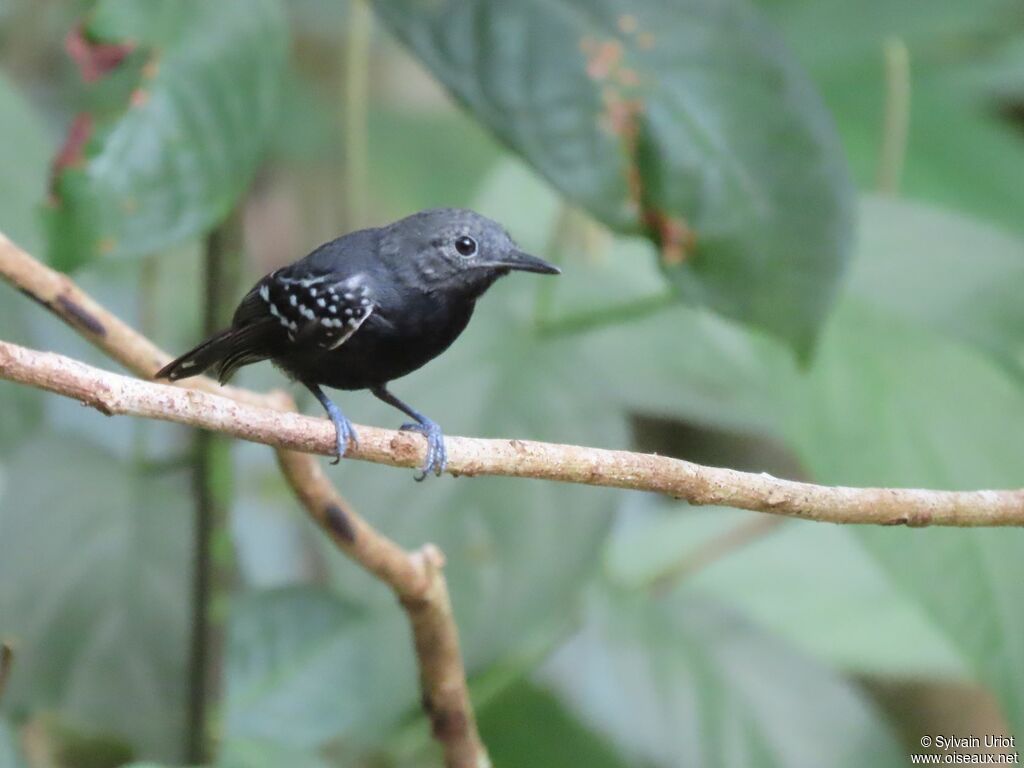 White-flanked Antwren male adult