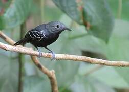 White-flanked Antwren