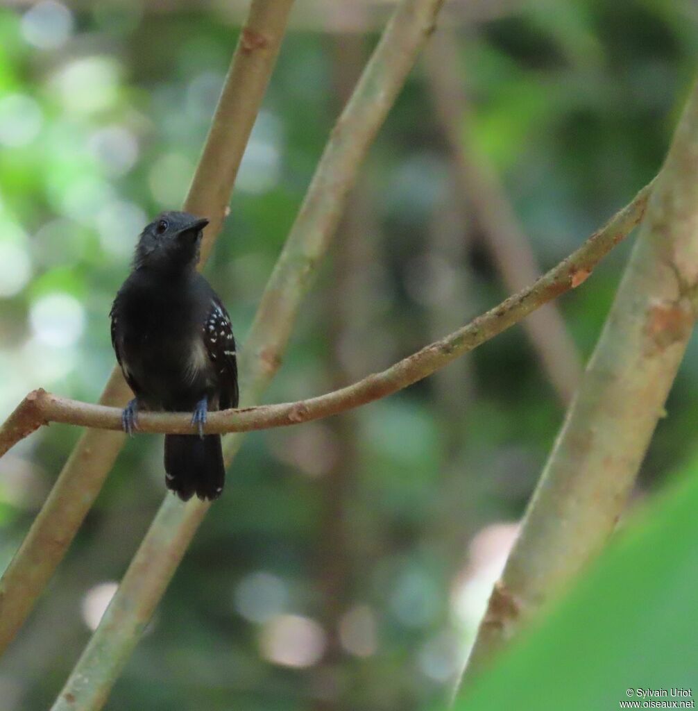 White-flanked Antwren male adult