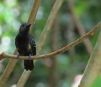 White-flanked Antwren