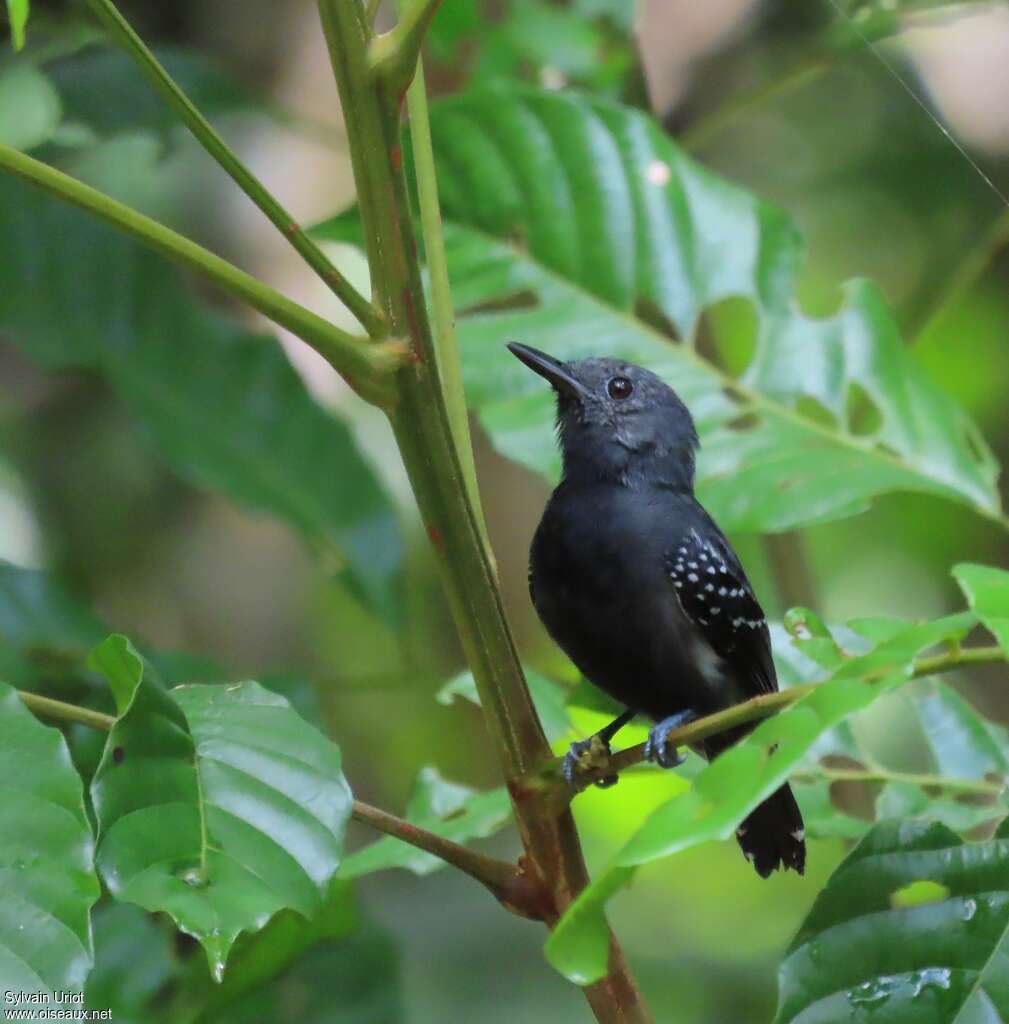 White-flanked Antwren male adult, habitat, pigmentation