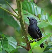 White-flanked Antwren