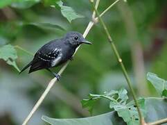 White-flanked Antwren