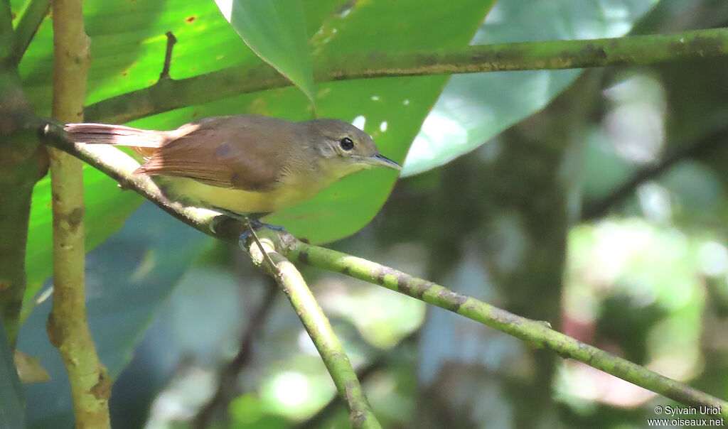 White-flanked Antwren female adult