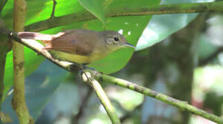 White-flanked Antwren