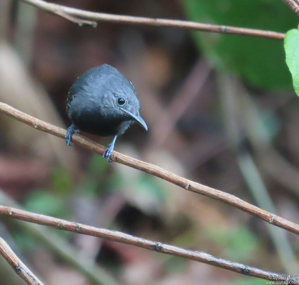 White-flanked Antwren male adult