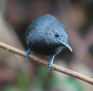 White-flanked Antwren