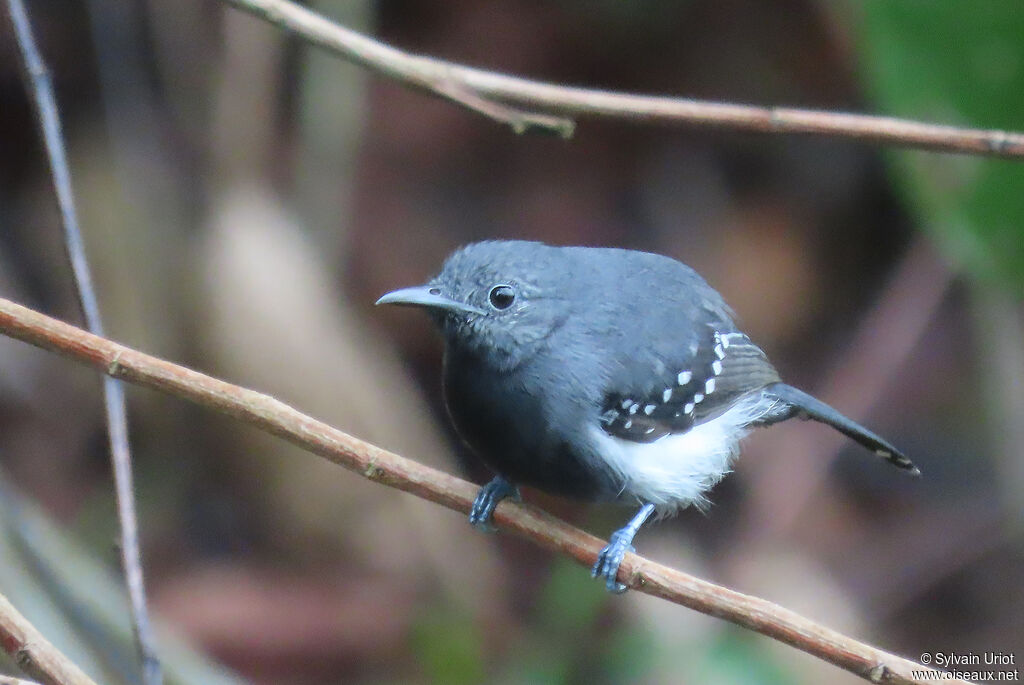 White-flanked Antwren male adult