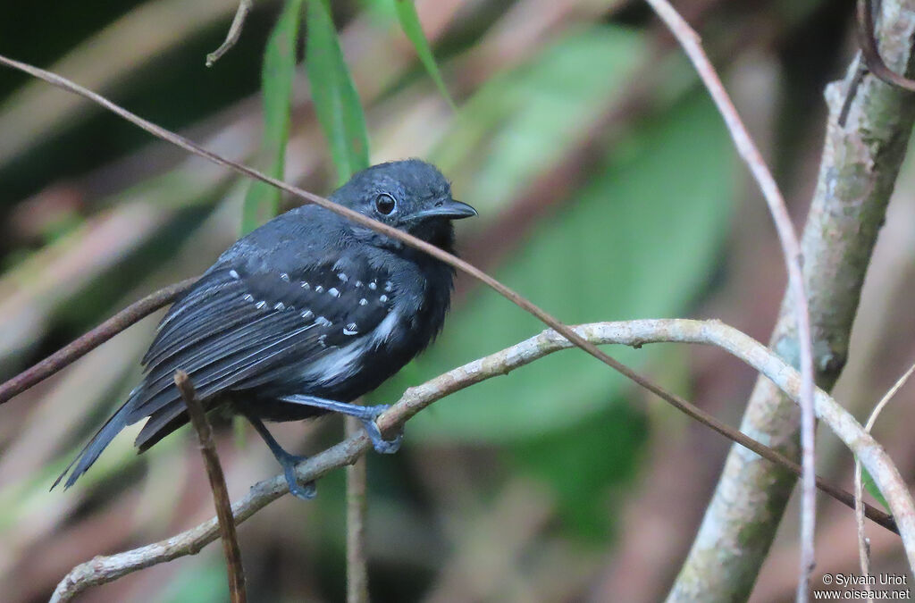 White-flanked Antwren male adult