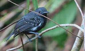 White-flanked Antwren