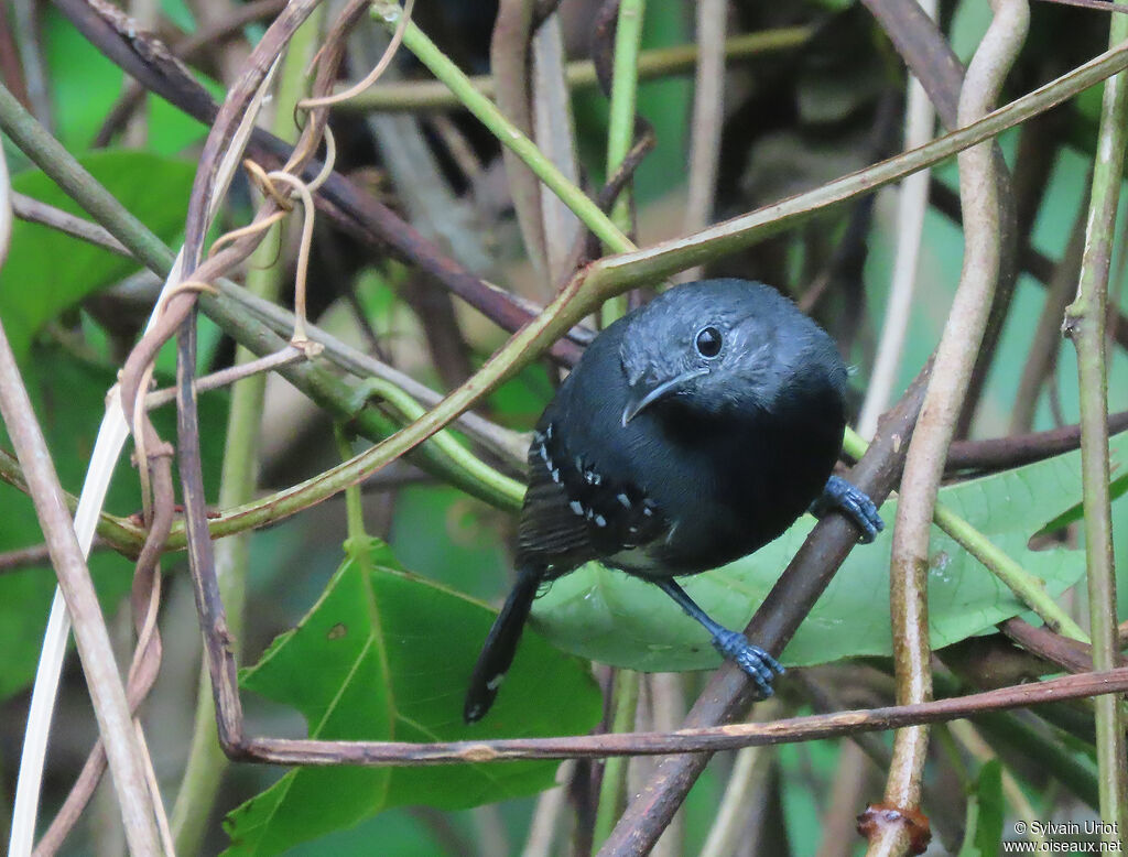 White-flanked Antwren male adult