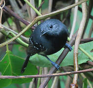 White-flanked Antwren