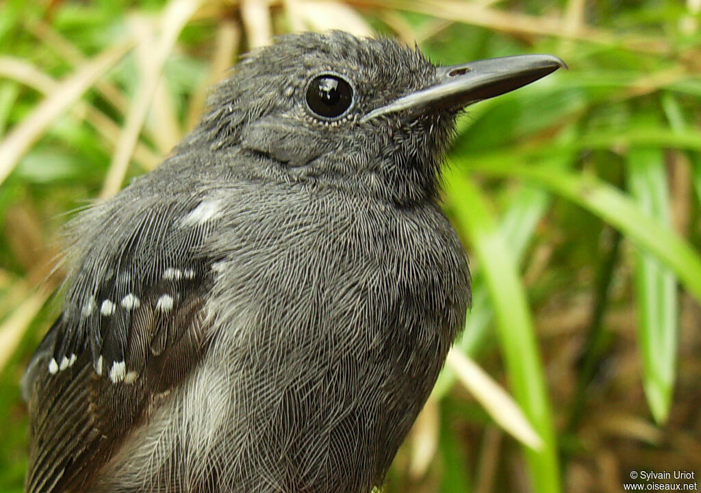 White-flanked Antwren male adult