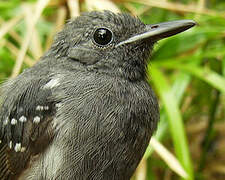 White-flanked Antwren