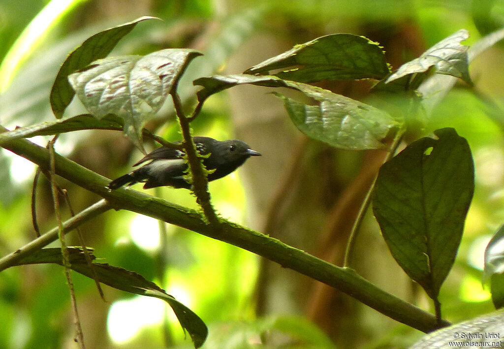 White-flanked Antwren male adult