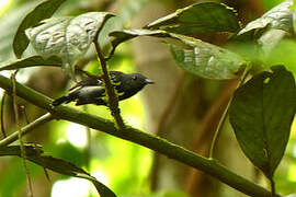 White-flanked Antwren