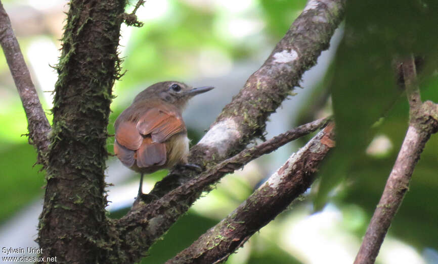 White-flanked Antwren female adult, habitat, pigmentation