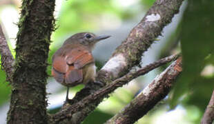 White-flanked Antwren