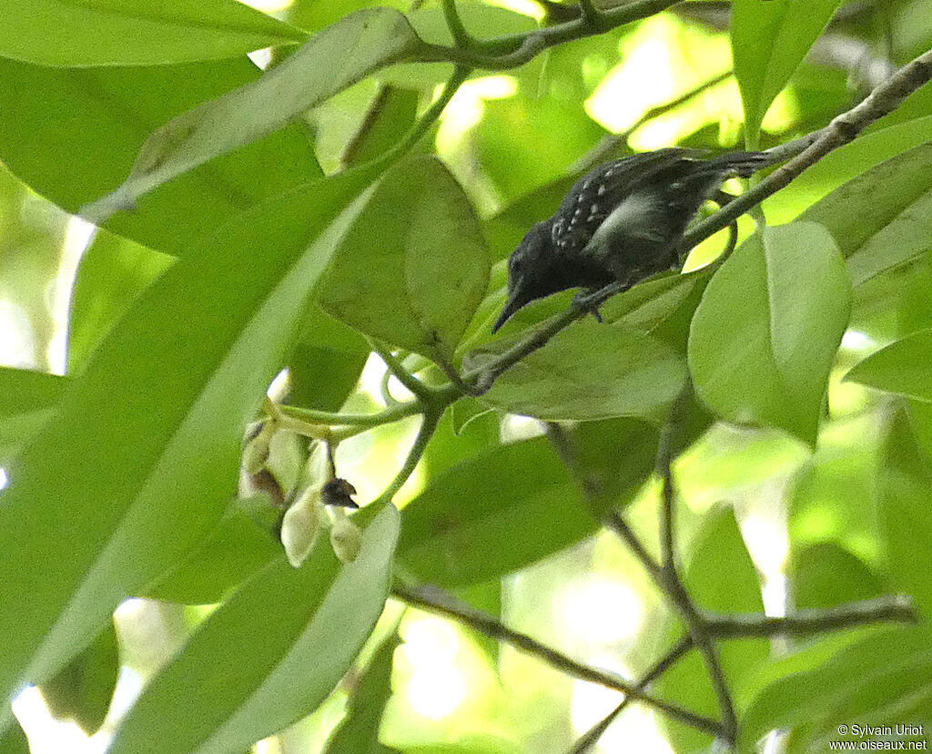 White-flanked Antwren male adult