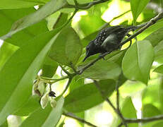 White-flanked Antwren