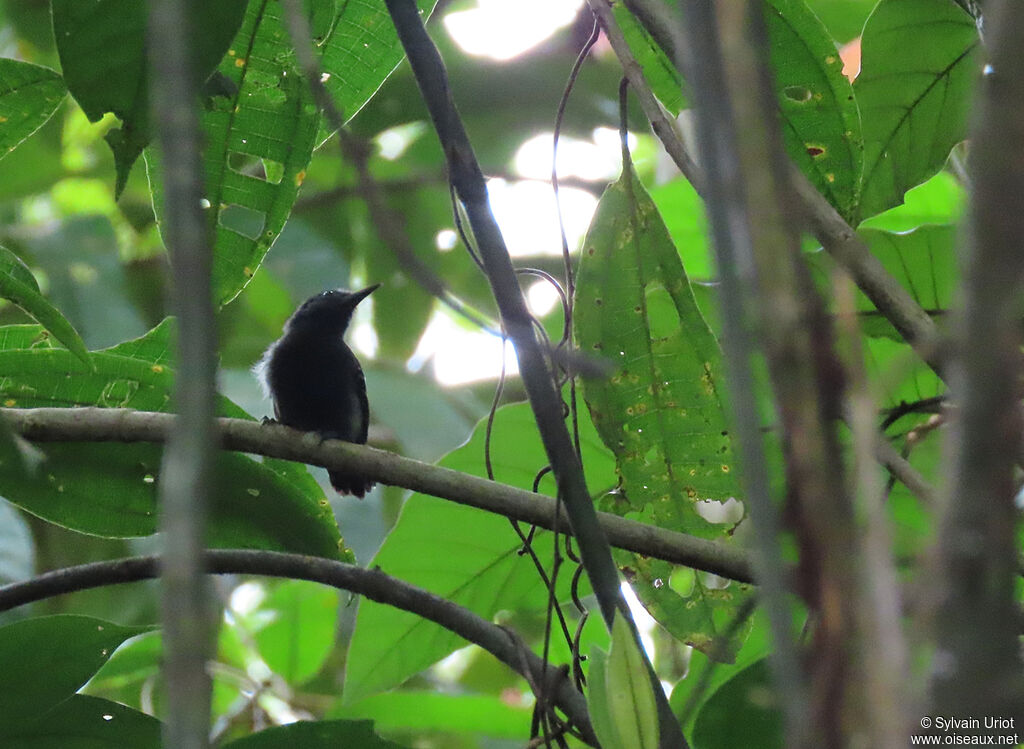 White-flanked Antwren male adult