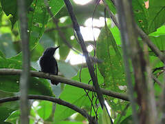 White-flanked Antwren