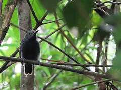 White-flanked Antwren